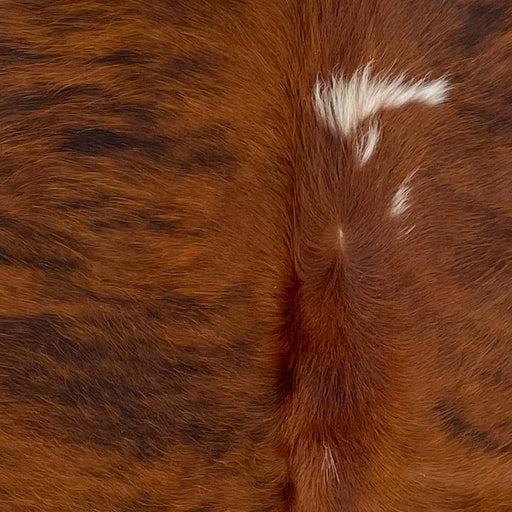 Closeup of this XS, Brindle Cowhide, showing reddish brown and black, with a few small, white spots along the spine on the top half of the hide (XS365)