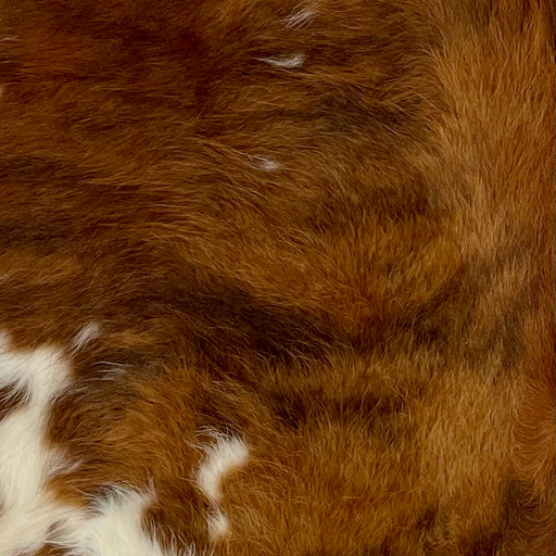 Closeup of this XS Cowhide, showing long hair that is a mix of multiple shades of brown, and small and large, off-white spots (XS368)