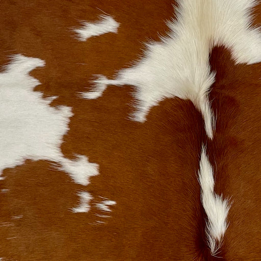 Closeup of this XS Cowhide, showing reddish brown with large and small, white spots (XS386)