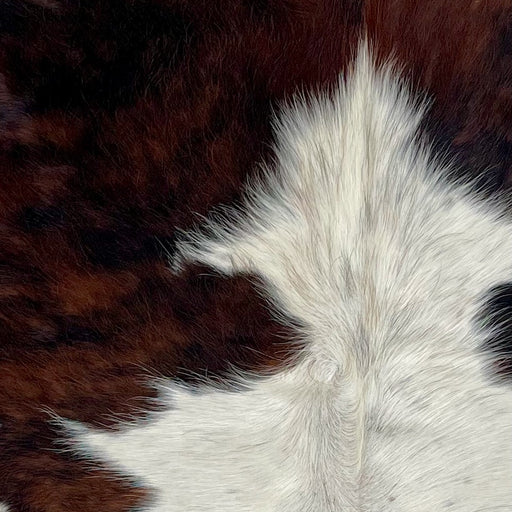 Closeup of this XS, Tricolor Cowhide, showing white, with some black speckles, a few black and dark brown spots, and a mix of black and dark reddish brown on the shoulder (XS388)
