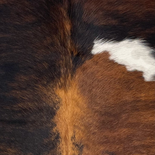 Closeup of this XS Tricolor Cowhide, showing a black and brown, brindle pattern, and one white spot (XS451)