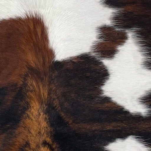 Closeup of this XS Tricolor Cowhide, showing a mix of brown and black, with one large, white spot and a few smaller, white spots (XS469)