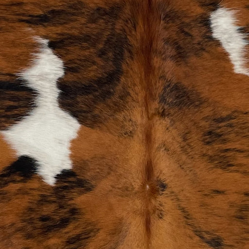 Closeup of this XS Tricolor Cowhide, showing a reddish brown and black, brindle pattern, and two small, white spots (XS481)