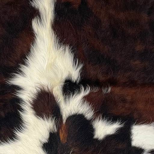 Closeup of this XS Tricolor Cowhide, showing a black and reddish brown, brindle pattern, white spots in the middle, and long hair down part of the spine (XS482)