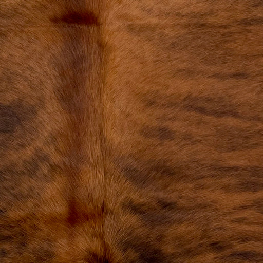 Closeup of this XS Brindle Cowhide, showing reddish brown with black, brindle markings (XS493)