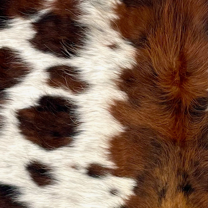 Closeup of this XS Tricolor Speckled Cowhide, showing long hair that is ivory with brown and black speckles, and large and small spots that have a mix of reddish brown and black, and a mix of reddish brown and black down the middle (XS494)