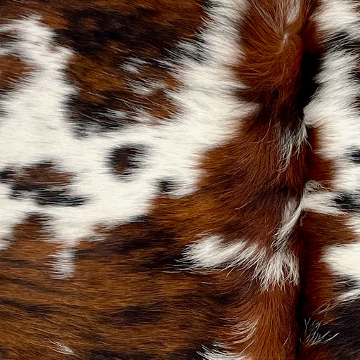 Closeup of this XS Tricolor Cowhide, showing a brown and black, brindle pattern, and some white spots that have brown and black spots, and long hair down the spine (XS497)