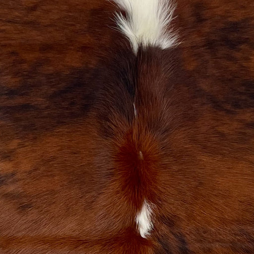 Closeup of this XS Tricolor Cowhide, showing a red brown and black, brindle pattern, and long white hair down part of the spine (XS499)