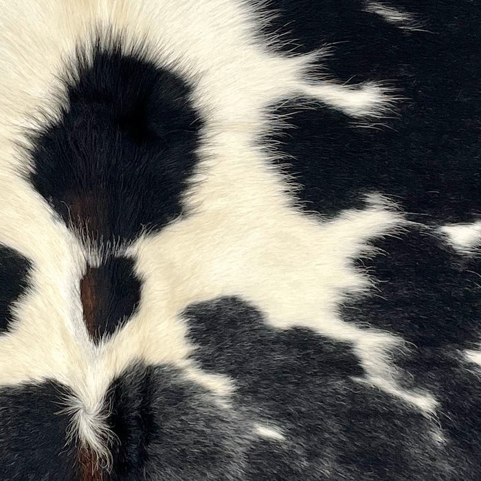 Closeup of this XS Cowhide, showing black with fine, white speckles, and large and small, ivory spots, and long hair in the middle of the hide, and dark brown down part of the spine (XS502)