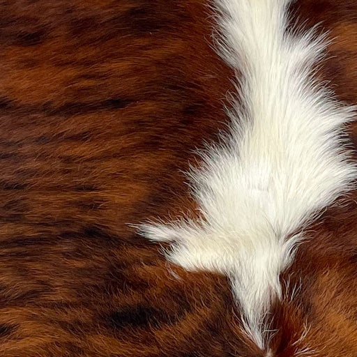 Closeup of this XS Tricolor Cowhide, showing a brown and black, brindle pattern, with long, white hair down the middle (XS504)