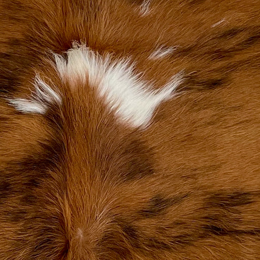 Closeup of this XS Tricolor Cowhide, showing a brown and black, brindle pattern, and a few small, white spots down the middle (XS518)