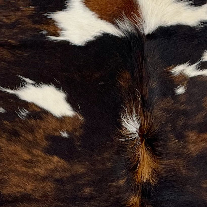 Closeup of this XS Tricolor Cowhide, showing black with brown, brindle markings and some small and large, white spots (XS521)