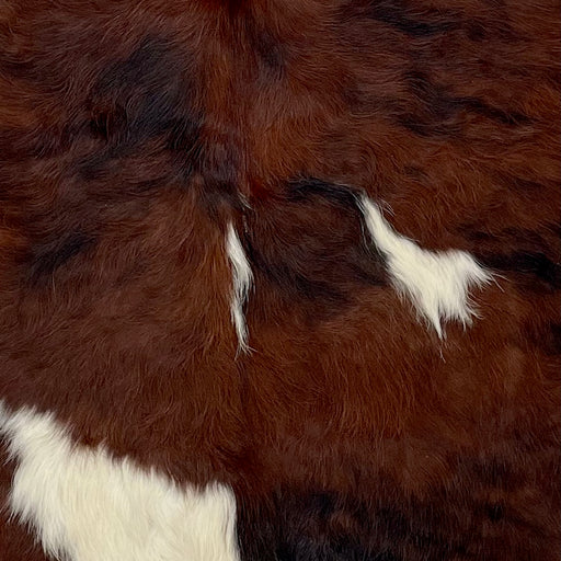 Closeup of this XS Tricolor Cowhide, showing a dark brown and black, brindle pattern, and some small and large, white spots (XS535)