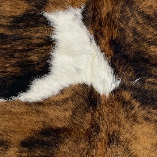 Closeup of this XS Tricolor Cowhide, showing a brown and black, brindle pattern and one of two white spots on the left side of the back (XS537)