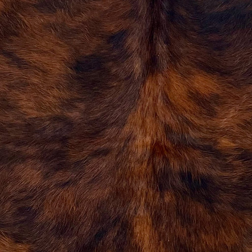 Closeup of this XS Tricolor Cowhide, showing a reddish brown and black, brindle pattern with a few small, white spots (XS542)