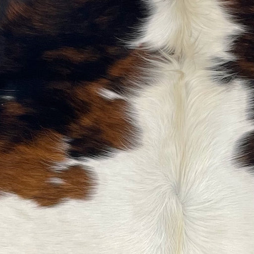 Closeup of this XS Tricolor Cowhide, showing a brown and black, brindle pattern, with white in the middle, and off-white, longer hair down the spine (XS543)