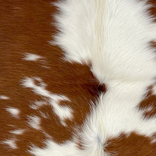 Closeup of this XS Cowhide, showing reddish brown with small and large, white spots, and longer hair down the spine  (XS544)