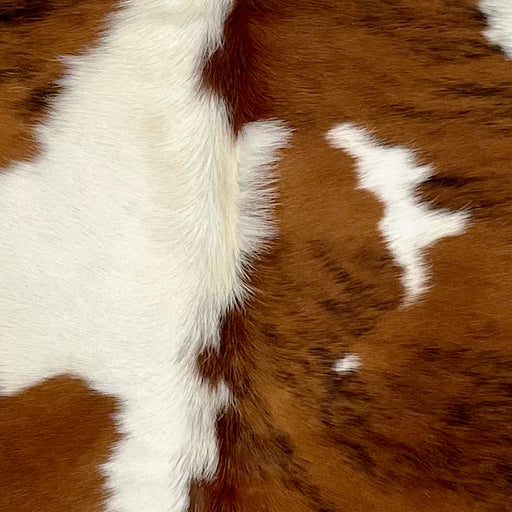 Closeup of this XS Tricolor Cowhide, showing a brown and black, brindle pattern and large and small, white spots (XS545)