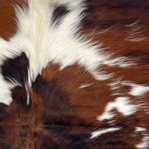 Closeup of this XS Tricolor Cowhide, showing a reddish brown and black, brindle pattern with large and small, white spots, and longer hair down the middle of the shoulder (XS547)