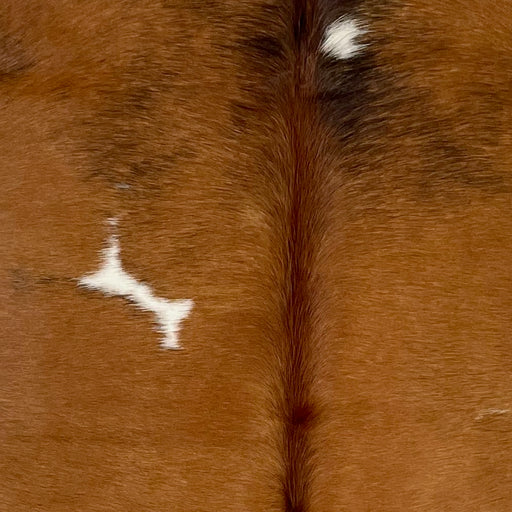 closeup of this XS Cowhide, showing brown with a few small, white spots, some black speckles on the shoulder, and dark reddish brown down the spine (XS550)