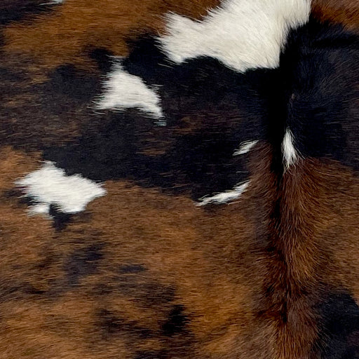 Closeup of this XS Tricolor Cowhide, showing a brown and black, brindle pattern, and a few white spots on the shoulder (XS552)