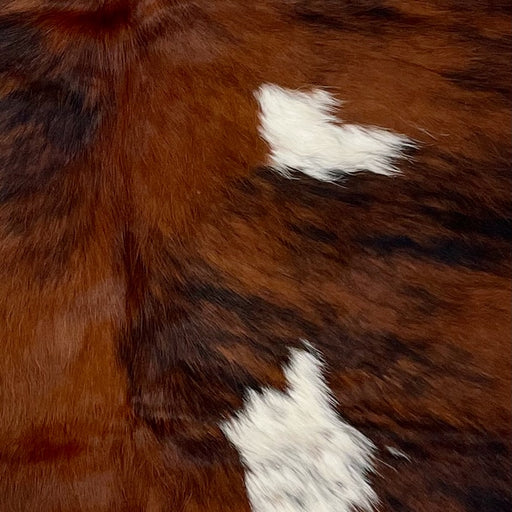Closeup of this XS Tricolor Cowhide, showing a red brown and black, brindle pattern and two white spots that have black speckles (XS559)