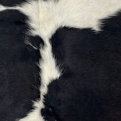 Closeup of this XS Cowhide, showing black with white spots down the middle (XS561)