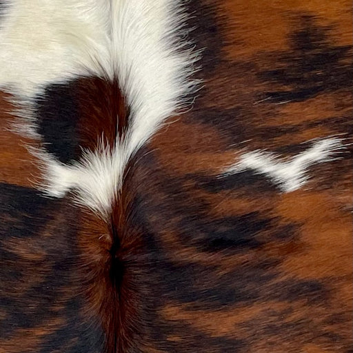 Closeup of this XS Tricolor Cowhide, showing a reddish brown and black, brindle pattern, and small and large, white spots (XS562)