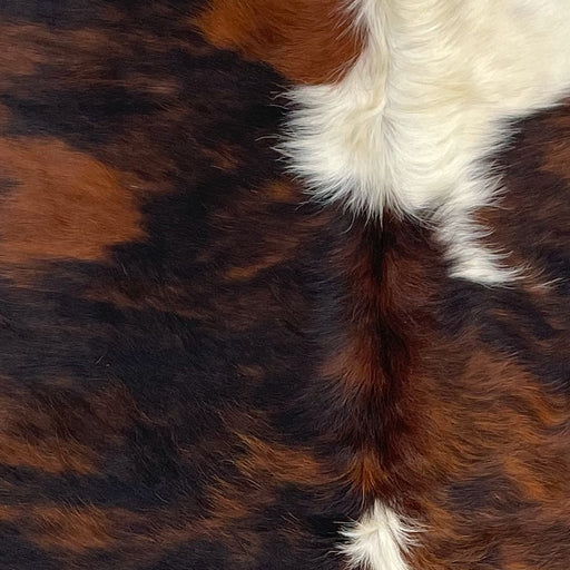 Closeup of this XS Tricolor Cowhide, showing a reddish brown and black, brindle pattern with large and small, white and off-white spots, and long hair down the middle of the shoulder  (XS563)