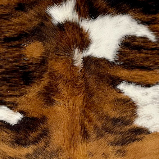 Closeup of this XS Tricolor Cowhide, showing a brown and black, brindle pattern and large and small, white spots (XS591)