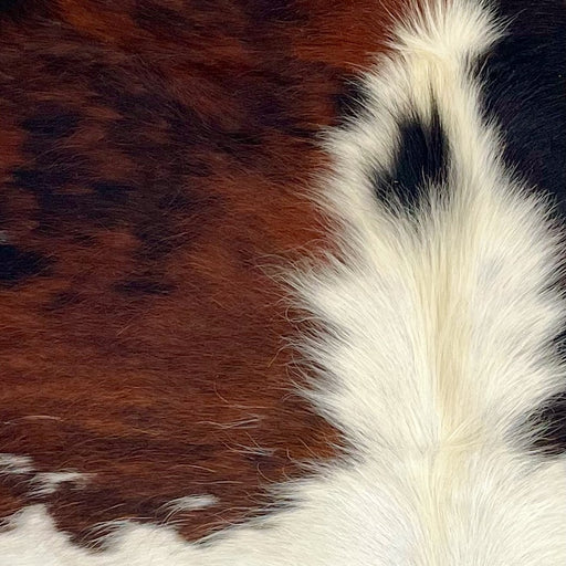Closeup of this XS Tricolor Cowhide, showing a reddish brown and black, brindle pattern, and white and off-white down part of the spine (XS593)