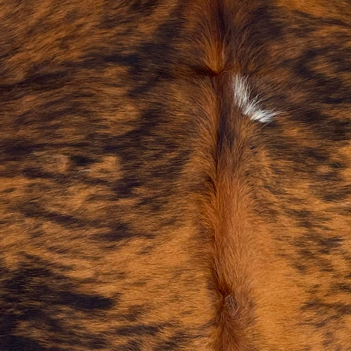 Closeup of this XS Reddish Brindle, showing a reddish brown and black, brindle pattern, with a small, white spot  (XS597)