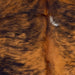 Closeup of this XS Reddish Brindle, showing a reddish brown and black, brindle pattern, with a small, white spot  (XS597)