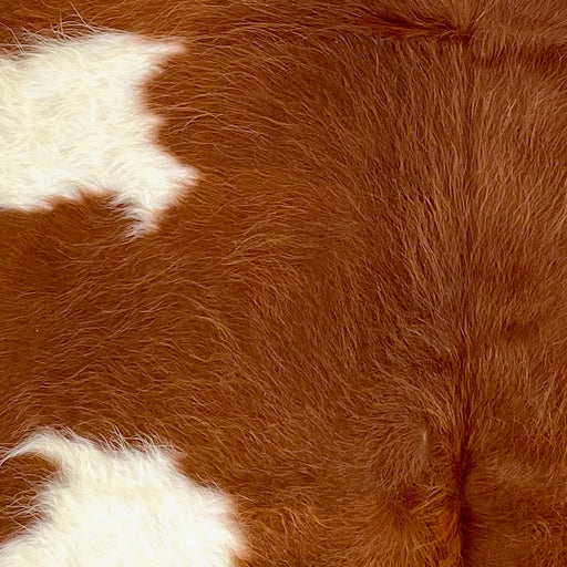 Closeup of this XS Cowhide, showing long hair that is reddish brown with white spots  (XS601)