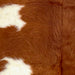 Closeup of this XS Cowhide, showing long hair that is reddish brown with white spots  (XS601)