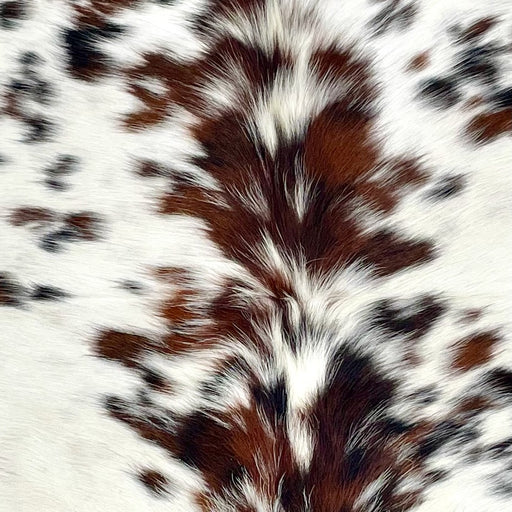 closeup of this XS Tricolor Cowhide, showing white with brown and black spots, and longer hair down the spine  (XS602)