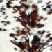 closeup of this XS Tricolor Cowhide, showing white with brown and black spots, and longer hair down the spine  (XS602)