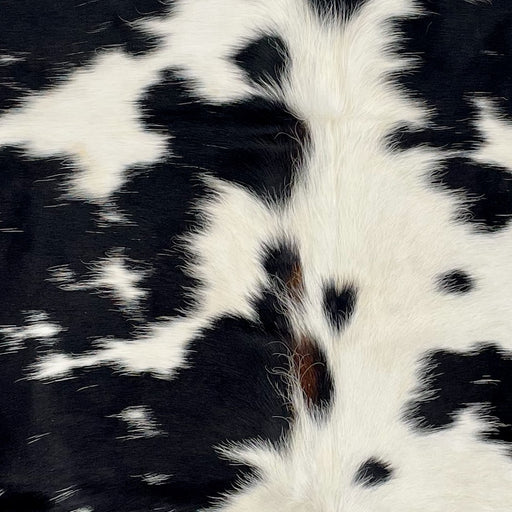 Closeup of this XS Cowhide, showing white with large and small, black spots, some having white speckles, and a touch of brown, and longer hair, on the spine - 4'6" x 3'5" (XS607)