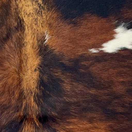 Closeup of this XS Tricolor Cowhide, showing a black and reddish brown, brindle pattern, and one of three white spots (XS612)
