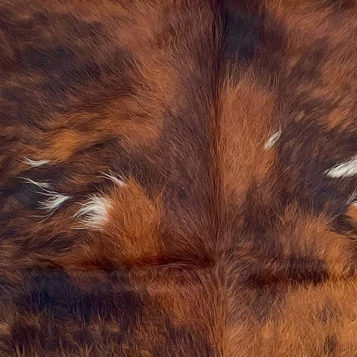 closeup of this XS Cowhide, showing long hair that is red brown and black with a few small, white spots (XS621)