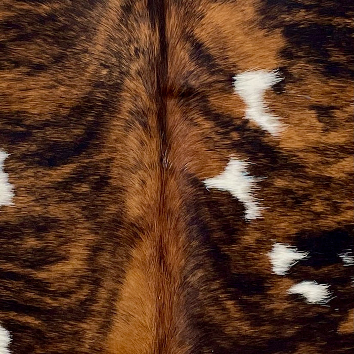 closeup of this XS Tricolor Cowhide, showing a brown and black, brindle pattern and small, white spots (XS627)