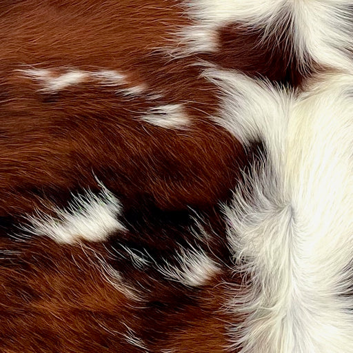 closeup of this XS Tricolor Cowhide, showing long hair with a reddish brown and black, brindle pattern, small white spots, and white down the middle (XS631)