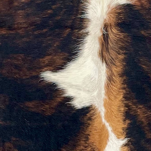closeup of this XS Tricolor Cowhide, showing a brown and black, brindle pattern, and white and brown down part of the spine (XS632)