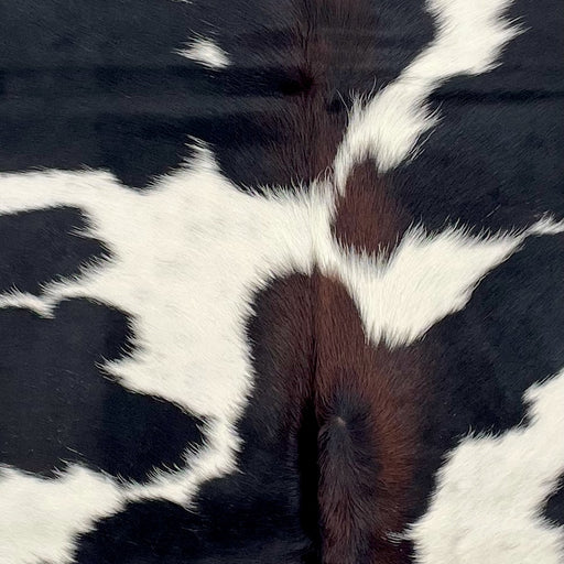 closeup of this XS Cowhide, showing  black with large and small, white spots, and dark brown down part of the spine  (XS635)