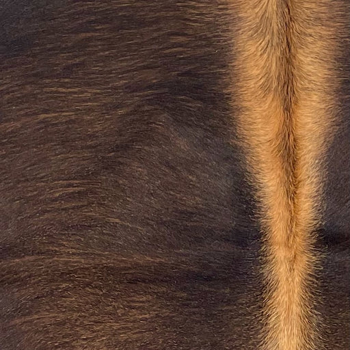 closeup of this XS Cowhide, showing a mix of dark brown and medium brown, with lighter brown down the spine (XS636)