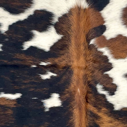 closeup of this XS Tricolor Cowhide, showing a black and brown, brindle pattern, large and small, white spots, and brown down the spine (XS637)