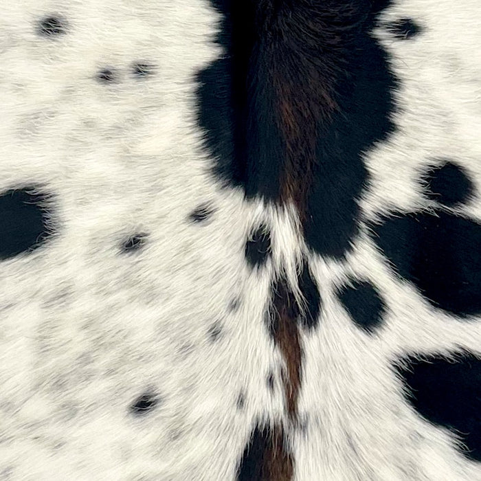 Closeup of this extra-small Cloudy Speckled Cowhide, showing ivory with cloudy, black speckles, large and small, black spots, and brown down part of the spine (XS641)