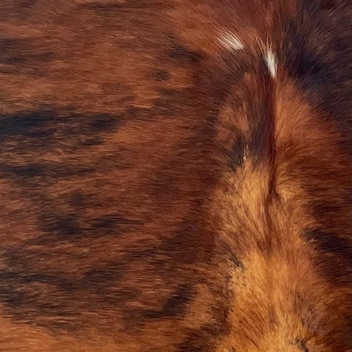 Closeup of this XS Reddish Brown and Black Brindle Cowhide, showing reddish brown with black, brindle markings, and light reddish brown down part of the spine  (XS642)