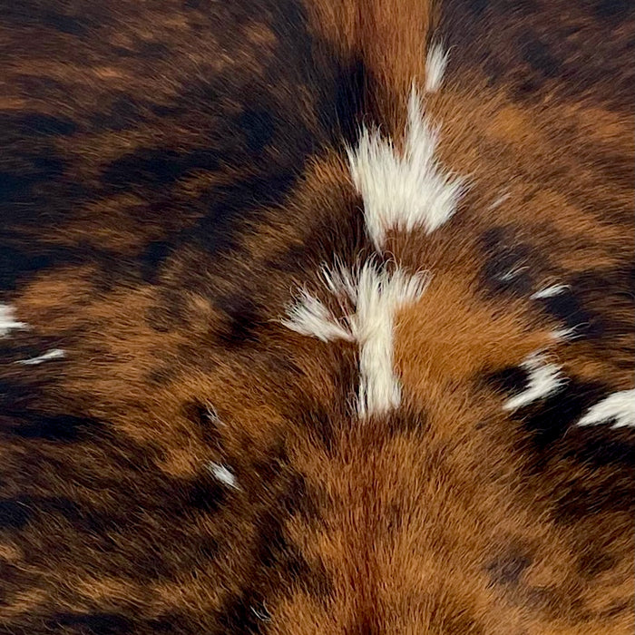 Closeup of this XS Tricolor Cowhide, showing a brown and black, brindle pattern with small white spots  (XS646)