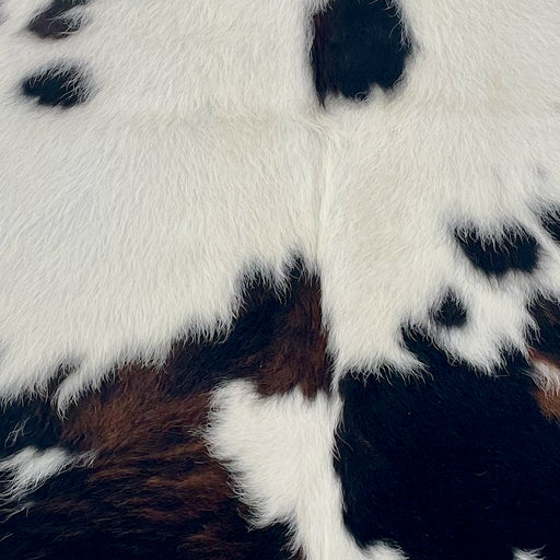 Closeup of this XS Tricolor Cowhide, showing long hair that is white with large and small spots that have a mix of black and dark brown (XS647)